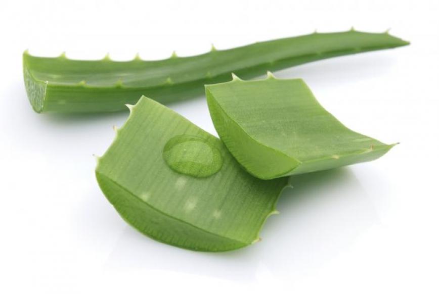 Recepti za njegu kože i kose s aloe verom