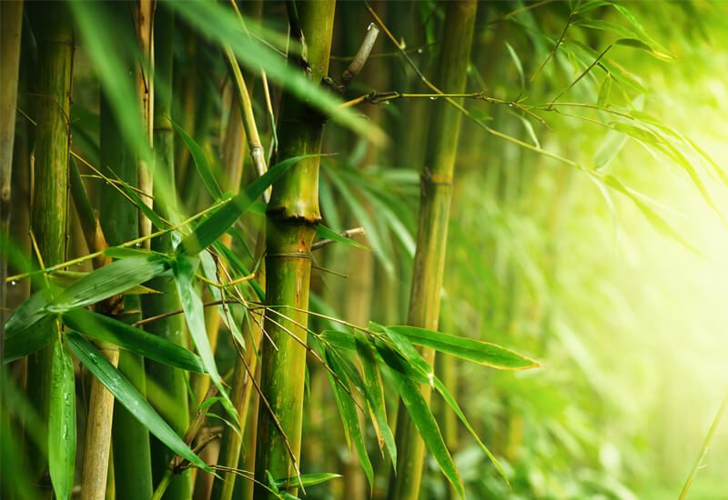 Idealna kombinacija bambusa i mikrovlakana za udobnost i toplinu tijekom cijele godine
